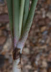 False aloe